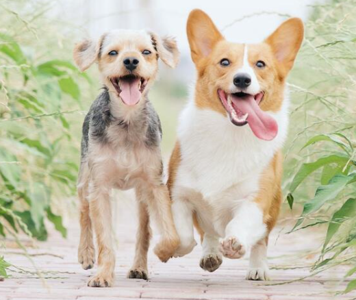 Eight Habits Dogs Develop With Humans They Truly Trust
