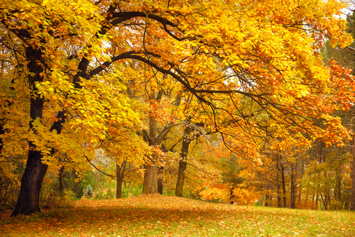 Collection of Beautiful Colorful Autumn Leaves   green_ yellow_ orange_ red