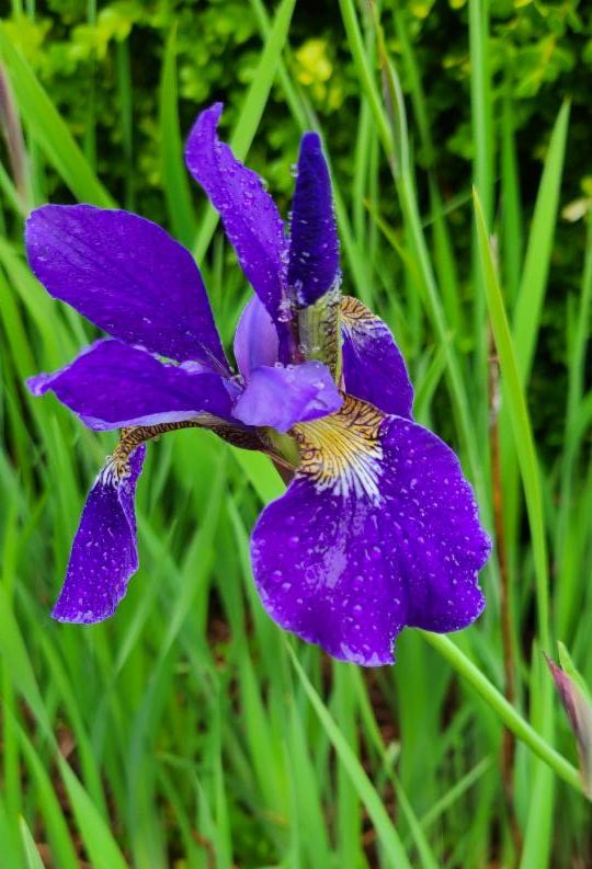 flowers.jpg