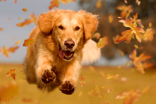 Dog_ golden retriever jumping through autumn leaves in autumnal sunlight