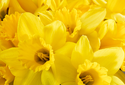 Close up bunch of yellow daffodils