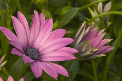 purple-water-flowers.jpg