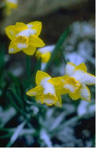 daffodils in snow