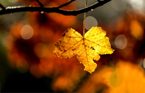 Autumn maple leaf close up. Golden autumn maple leaf. Maple leaf in autumn. Autumn maple leaf
