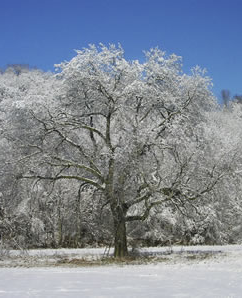 snowy-treescape.jpg
