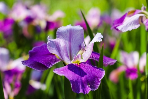 gorgeous purple_ white and yellow Iris flowers in the marsh surrounded by lush green leaves_ stems and tall grass at Newman Wetlands Center in Hampton Georgia