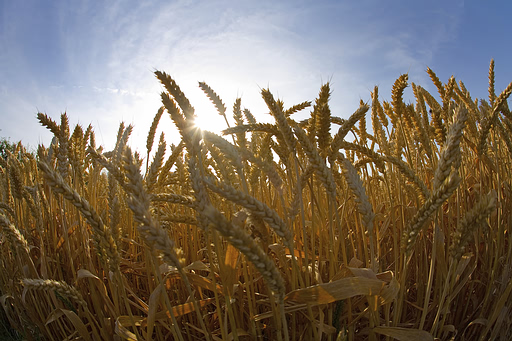 wheat.jpg