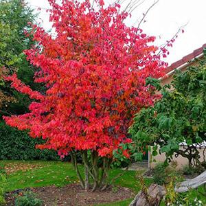 Trees to Plant Now