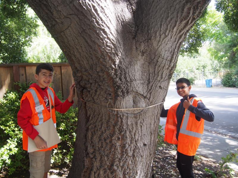 Great Oak Count
