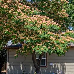 Mimosa_La Plaza_square 250px.jpg