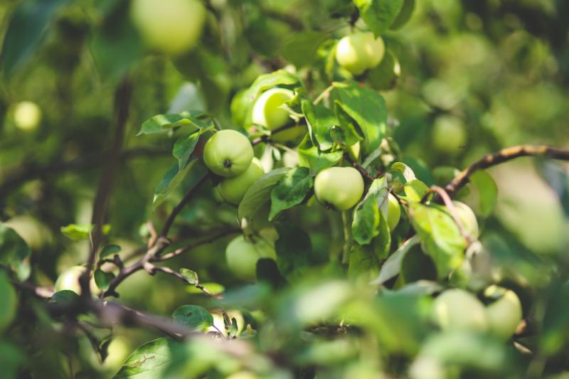 Green apples on a tree branch