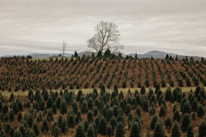 Christmas tree farm
