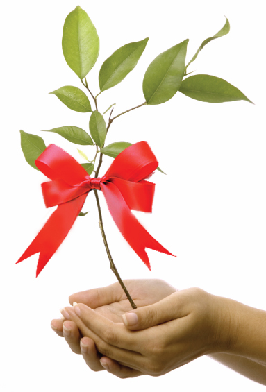 Thank you for giving the gift of trees