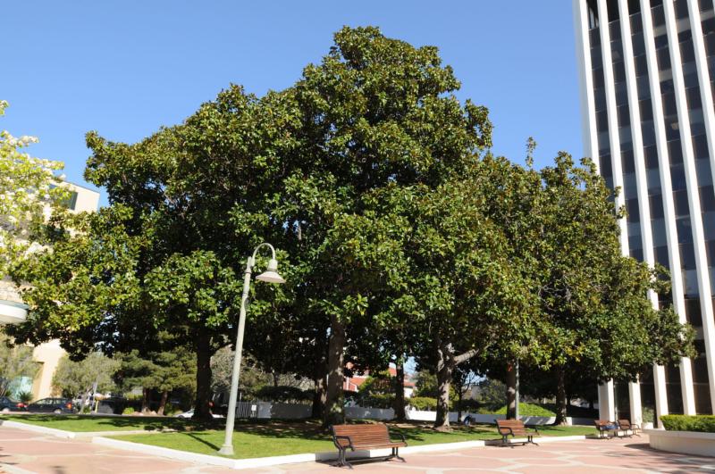Southern Magnolia