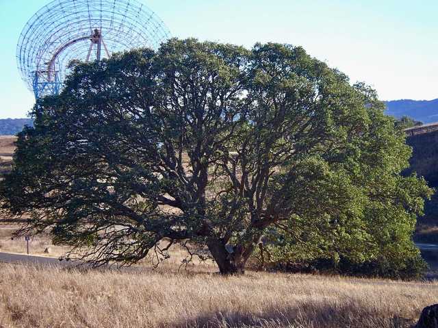 Oaktopia