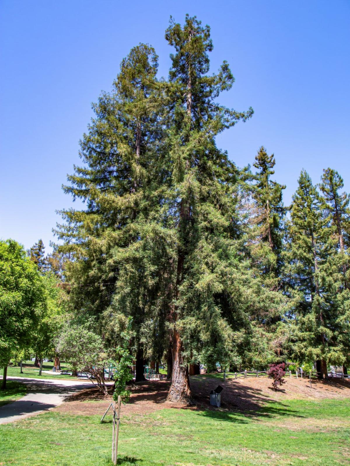 coast redwood in Cuesta Park