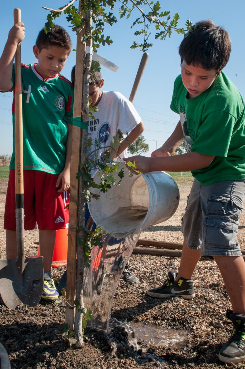 Students watering a young tree