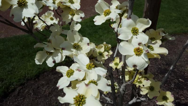 Flowering Dogwood