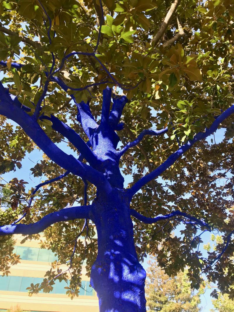 Blue Tree at Kings Plaza in Palo Alto