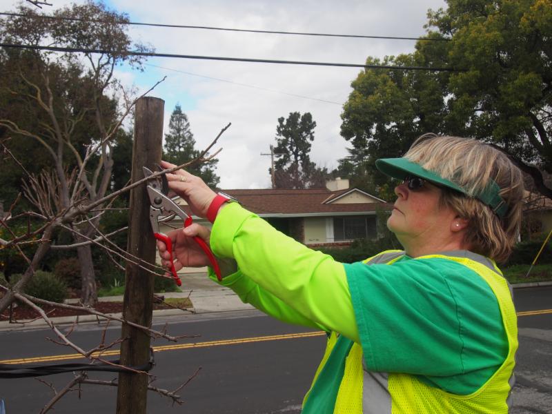 Kathy Alford pruning