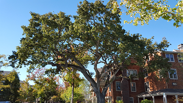 Palo Alto Tree_email crop.png