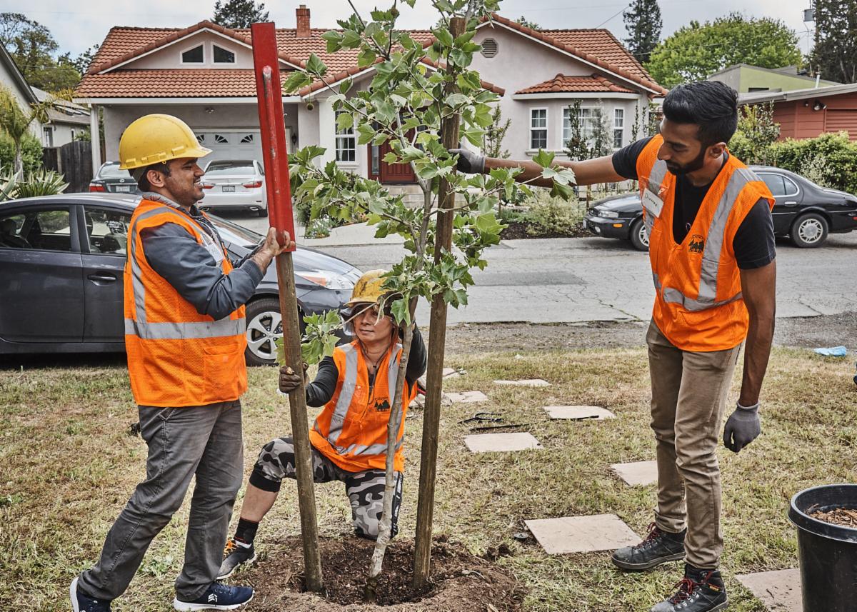 Barron Park Tree Planting