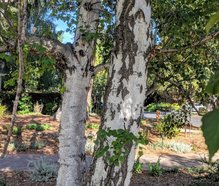 Silver birch