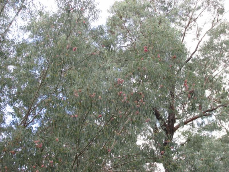Red Ironbark Eucalyptus