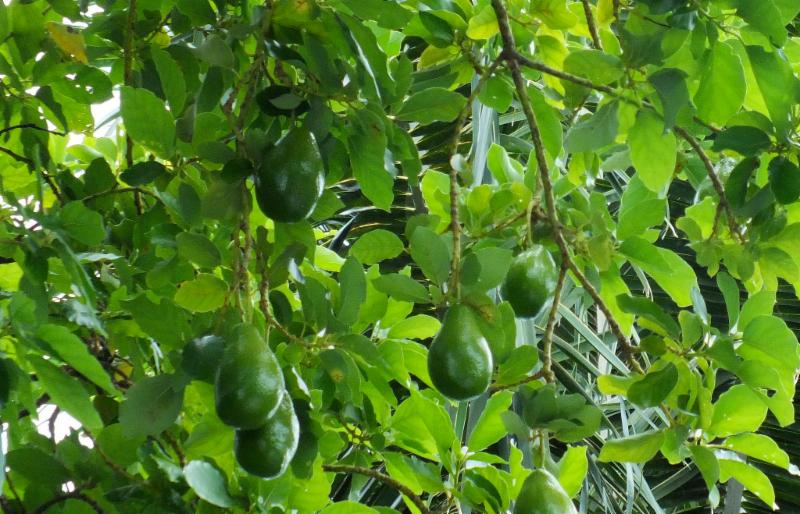 Avocado tree
