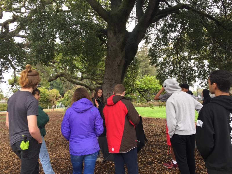Wellness Tree Walk