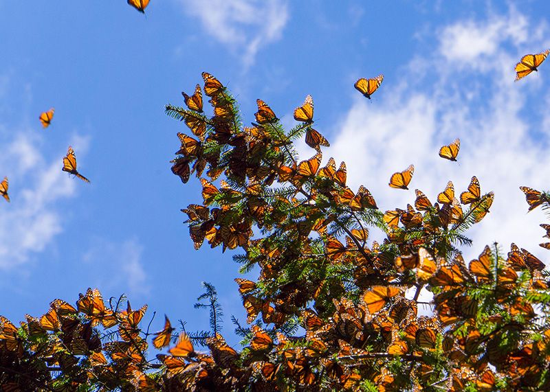 Monarch Tree