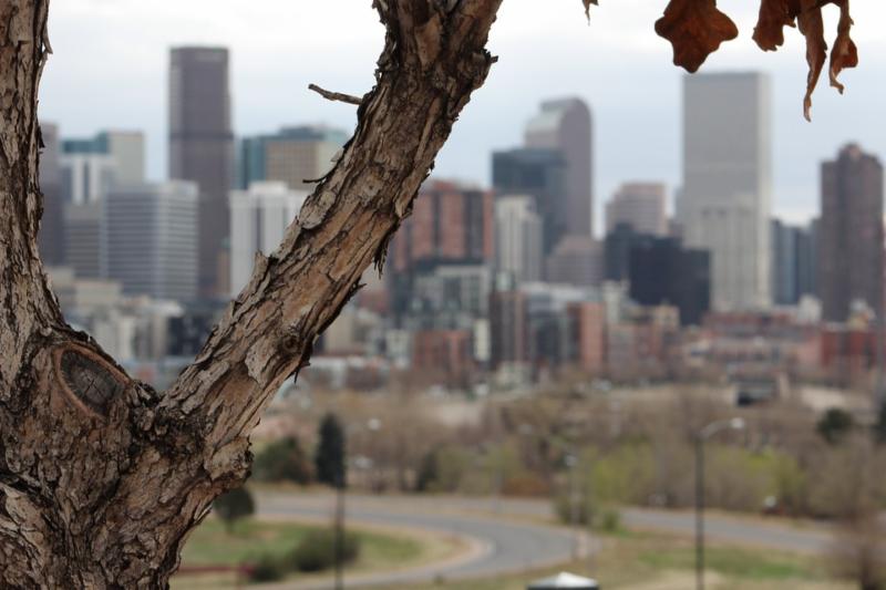 The science of city trees