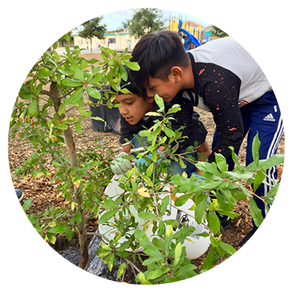 Young boys watering a tree on their school campus