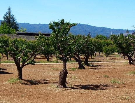 Silicon Valley has a rich history of orchards