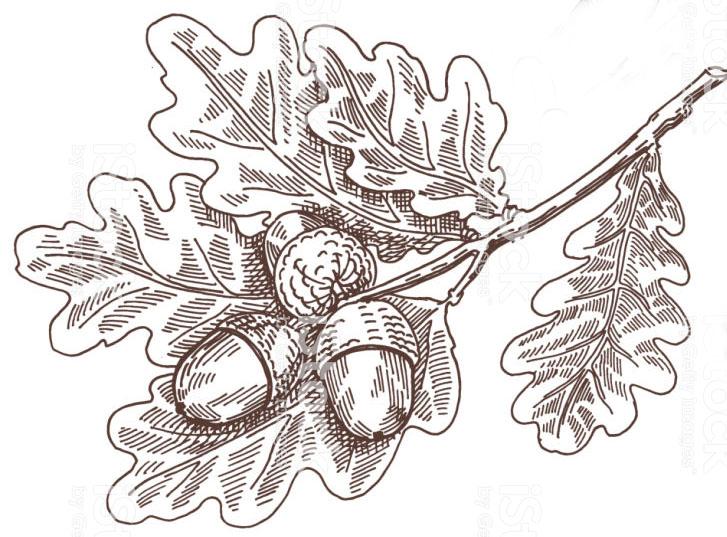 oak decorative branch