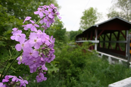 colvin bridge with flowers