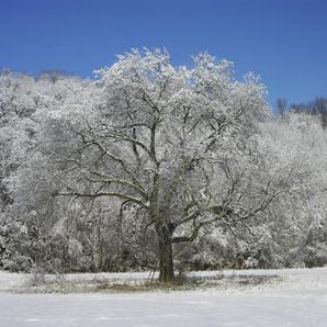 snowy-treescape.jpg