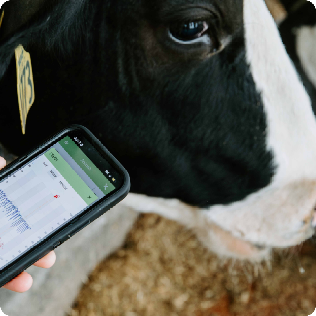 cow with smartphone processing date in the foreground