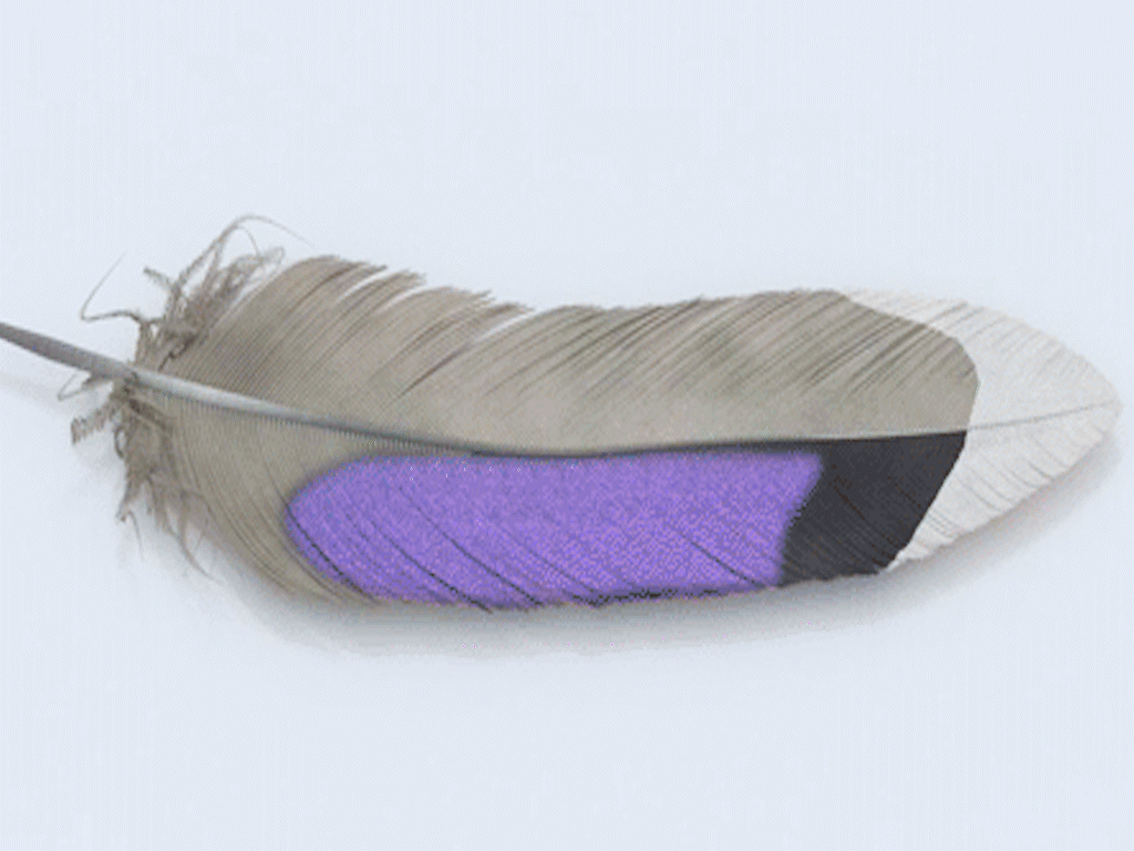 An animated gif showing a feather changing color