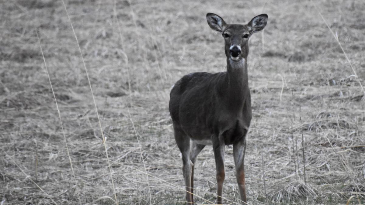 A black and white photo of a deer. Credit: Michele M Vogel, Shutterstock contributor