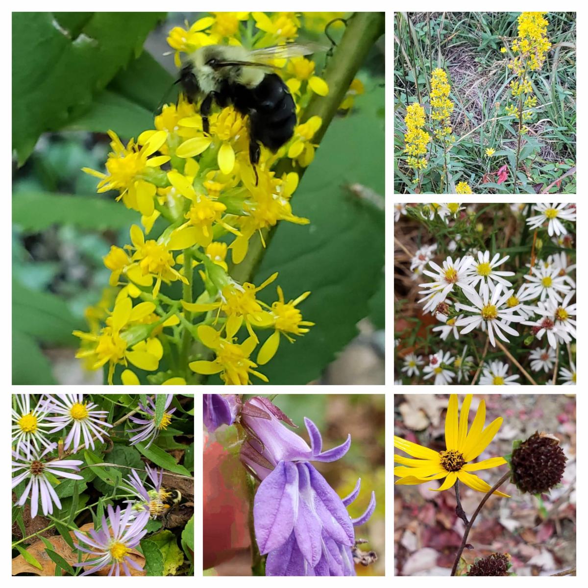 fall flower collage