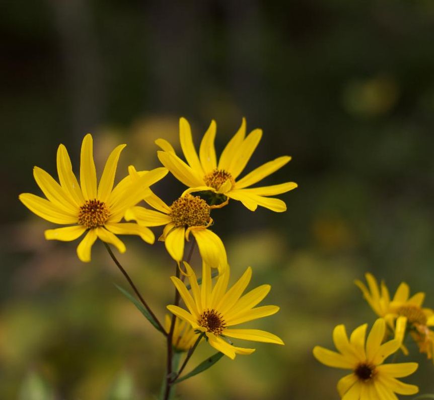 fall flowers