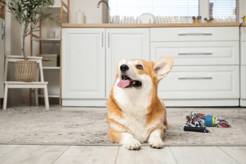 Cute happy Corgi dog with pet toy lying on floor at home