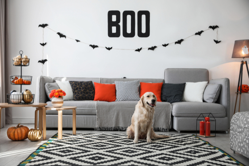 Cute dog in room decorated for Halloween