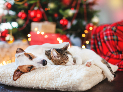 Cat and dog sleeping under christmas tree. Pets friends. Happy New Year