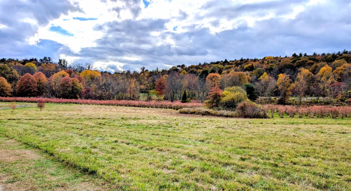 leaves at quonquant farm MA