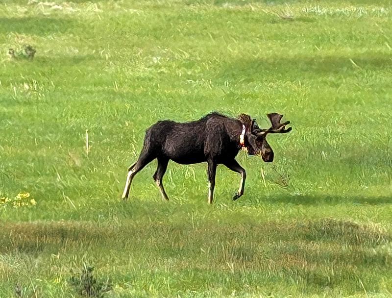 RMNP Moose
