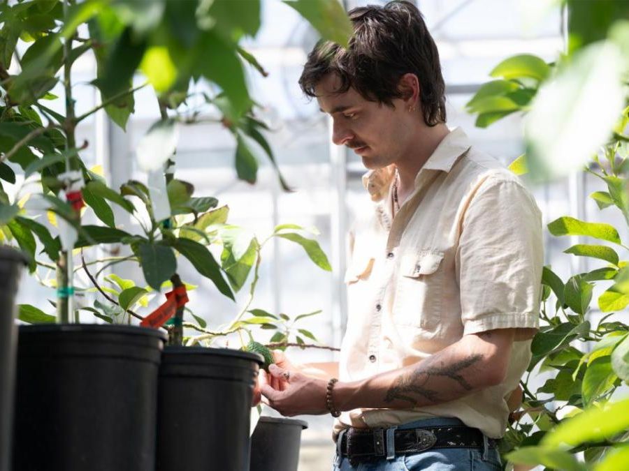 Male researcher in greenhouse with avocado plants