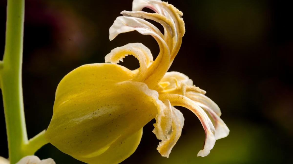 Macro photo of a small yellow flower with curled petals