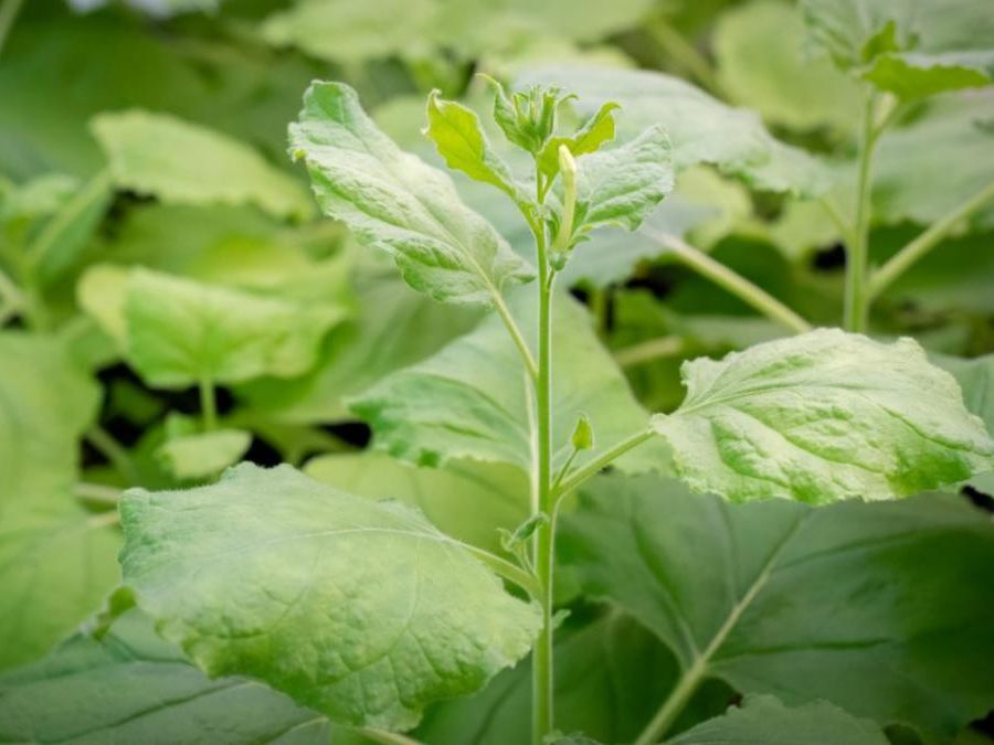 A bushy green plant with large ruffled leaves